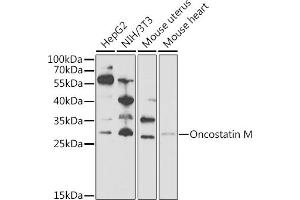 Western blot analysis of extracts of various cell lines, using Oncostatin M Antibody (ABIN6128404, ABIN6145072, ABIN6145073 and ABIN6221768) at 1:1000 dilution. (Oncostatin M anticorps  (AA 26-252))