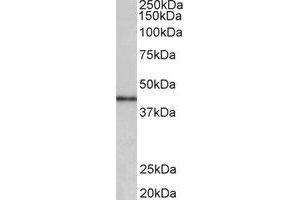 Western Blotting (WB) image for anti-Cyclin D-Type Binding-Protein 1 (CCNDBP1) (Internal Region) antibody (ABIN2465051) (CCNDBP1 anticorps  (Internal Region))