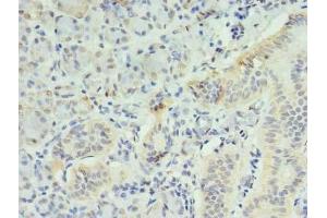 Immunohistochemistry of paraffin-embedded human pancreatic tissue using ABIN7156310 at dilution of 1:100 (INPP1 anticorps  (AA 1-175))
