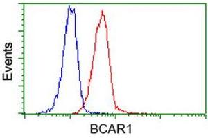 Image no. 7 for anti-Breast Cancer Anti-Estrogen Resistance 1 (BCAR1) antibody (ABIN1496832) (BCAR1 anticorps)