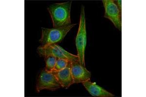 Immunofluorescence analysis of PANC-1 cells using TUBB3 mouse mAb (green). (TUBB3 anticorps)