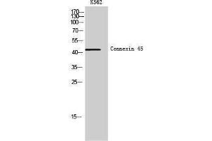 Western Blotting (WB) image for anti-Gap Junction Protein, gamma 1, 45kDa (GJC1) (Internal Region) antibody (ABIN6282119)