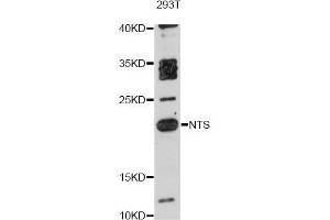 Western blot analysis of extracts of 293T cells, using NTS antibody (ABIN5998394) at 1:3000 dilution.