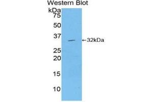 Western Blotting (WB) image for anti-Mitogen-Activated Protein Kinase Kinase 7 (MAP2K7) (AA 181-429) antibody (ABIN1859747) (MAP2K7 anticorps  (AA 181-429))