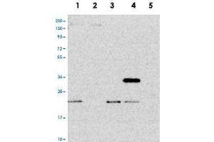 Western blot analysis of Lane 1: RT-4, Lane 2: U-251 MG, Lane 3: Human Plasma, Lane 4: Liver, Lane 5: Tonsil with PTCD2 polyclonal antibody . (PTCD2 anticorps)