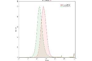 Detection of PRDM1 in Raji human Burkitt's lymphoma cell line using Polyclonal Antibody to PR Domain Containing Protein 1 (PRDM1)
