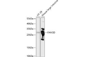 Western blot analysis of extracts of various cell lines, using FD antibody (ABIN7267116) at 1:1000 dilution. (FAM3D anticorps  (AA 24-204))