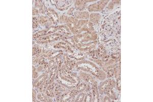 Immunohistochemical analysis of B on paraffin-embedded Human kidney tissue.