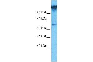 Host:  Rabbit  Target Name:  WDR7  Sample Type:  COLO205 Whole Cell lysates  Antibody Dilution:  1. (WDR7 anticorps  (C-Term))
