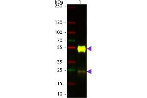 Western Blot of ATTO 594 conjugated Goat anti-Mouse IgG Pre-adsorbed secondary antibody. (Chèvre anti-Souris IgG (Heavy & Light Chain) Anticorps (Atto 594) - Preadsorbed)