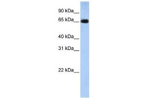 Western Blotting (WB) image for anti-Solute Carrier Family 22 (Organic Anion Transporter), Member 13 (SLC22A13) antibody (ABIN2458785)