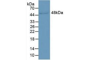 Western blot analysis of Human Serum. (LRG1 anticorps  (AA 37-340))