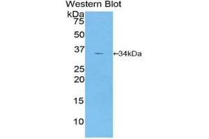 Western Blotting (WB) image for anti-Mitogen-Activated Protein Kinase Kinase 2 (MAP2K2) (AA 44-313) antibody (ABIN3204361) (MEK2 anticorps  (AA 44-313))