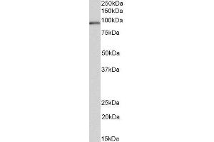 ABIN4902792 (0. (VPS16 anticorps)
