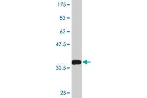 Western Blot detection against Immunogen (35.