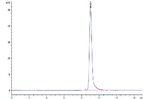 The purity of Biotinylated Human CD38 is greater than 95 % as determined by SEC-HPLC. (CD38 Protein (AA 43-300) (His-Avi Tag,Biotin))