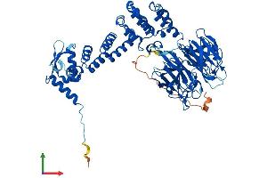 AlphaFold protein structure predicition of Mouse Recombinant Klhl21 Protein, UniprotID Q3U410