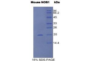 SDS-PAGE (SDS) image for Nitric Oxide Synthase 1, Neuronal (NOS1) (AA 455-601) protein (His tag) (ABIN1980838)