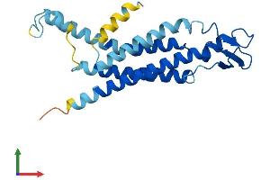 AlphaFold protein structure predicition of Human Recombinant GJB2 Protein, UniprotID P29033