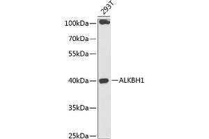 Western blot analysis of extracts of 293T cells, using  antibody (ABIN6131447, ABIN6136794, ABIN6136796 and ABIN6218313) at 1:1000 dilution.