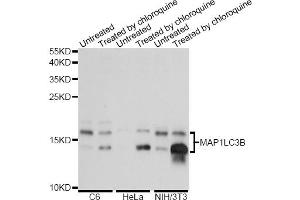 Western blot analysis of extracts of various cell lines, using MAP1LC3B antibody (ABIN5974331) at 1/1000 dilution. (LC3B anticorps)