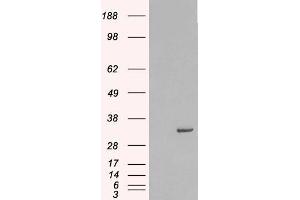 HEK293 overexpressing Human STX6 (ABIN5365441) and probed with ABIN185614 (mock transfection in first lane). (Syntaxin 6 anticorps  (Internal Region))