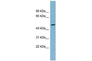 SLC25A24 antibody used at 1 ug/ml to detect target protein.