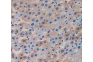 IHC-P analysis of Rat Tissue, with DAB staining. (FGA anticorps  (AA 554-655))