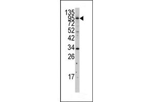 Western blot analysis of anti-MYLK3 Antibody (N-term) (ABIN392494 and ABIN2837985) in  cell line lysates (35 μg/lane).