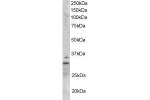 ABIN185246 staining (1µg/ml) of Mouse Heart lysate (RIPA buffer, 35µg total protein per lane). (LIME anticorps  (C-Term))