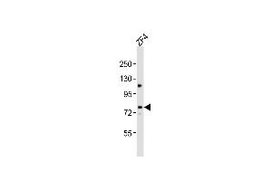 Anti-mtm1 Antibody (C-Term)at 1:2000 dilution + ZF4 whole cell lysates Lysates/proteins at 20 μg per lane. (MTM1 anticorps  (AA 451-485))