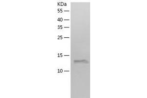 Western Blotting (WB) image for Polymerase (DNA Directed), epsilon 3 (p17 Subunit) (POLE3) (AA 1-147) protein (His-IF2DI Tag) (ABIN7124516)