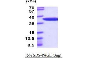 SDS-PAGE (SDS) image for Nicotinamide Nucleotide Adenylyltransferase 1 (NMNAT1) (AA 1-285) protein (His tag) (ABIN6388047)