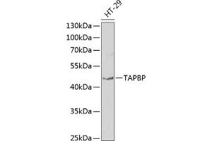 Western blot analysis of extracts of HT-29 cells, using TAPBP antibody (ABIN6132745, ABIN6148848, ABIN6148850 and ABIN6219122) at 1:1000 dilution. (TAPBP anticorps  (AA 30-260))