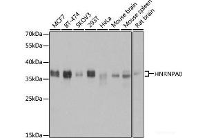 Western blot analysis of extracts of various cell lines using HNRNPA0 Polyclonal Antibody at dilution of 1:3000. (HNRNPA0 anticorps)
