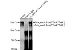 Immunoprecipitation analysis of 300 μg extracts of Jurkat cells using 3 μg Integrin alpha 4 (ITG/CD49d) antibody (054).