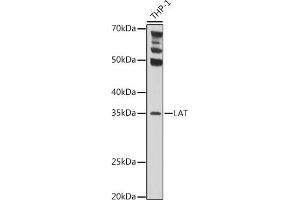 Western blot analysis of extracts of THP-1 cells, using LAT Rabbit pAb (ABIN6128175, ABIN6143099, ABIN6143100 and ABIN6221291) at 1:1000 dilution. (LAT anticorps  (AA 28-233))