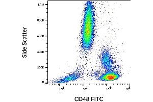 Surface staining of human peripheral blood with anti-CD48 (MEM-102) FITC. (CD48 anticorps  (FITC))