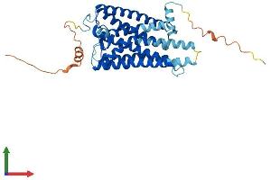 AlphaFold protein structure predicition of Human Recombinant OPN1MW Protein, UniprotID P04001