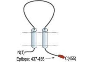 Representative domain view of the target of ABIN7581933.