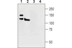 Western blot analysis of rat (lanes 1 and 3) and mouse (lanes 2 and 4) brain lysates: - 1,2. (ATP2B1 anticorps  (Intracellular, N-Term))