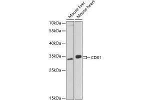 Western blot analysis of extracts of various cell lines, using CDX1 antibody (ABIN6131290, ABIN6138358, ABIN6138359 and ABIN6221374) at 1:1000 dilution. (CDX1 anticorps  (AA 136-265))