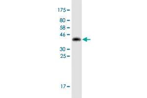 Western Blot detection against Immunogen (42.