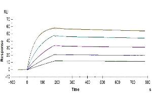 Human TRAIL R4, His Tag immobilized on CM5 Chip can bind Human TRAIL, No Tag with an affinity constant of 0.