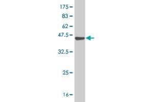 Western Blot detection against Immunogen (37.