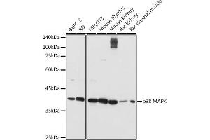 Western blot analysis of extracts of various cell lines, using p38 MAPK antibody (ABIN6130005, ABIN6143524, ABIN6143526 and ABIN6215167) at 1:1000 dilution. (MAPK14 anticorps  (AA 1-360))
