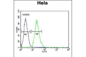 Flow cytometric analysis of Hela cells (right histogram) compared to a negative control cell (left histogram). (RPL31 anticorps  (AA 24-51))