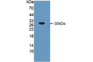 Western blot analysis of recombinant Mouse GAMT.