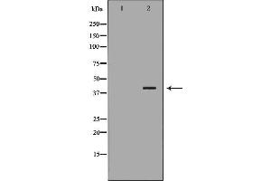 Western blot analysis of Hela whole cell lysates, using RFC4 Antibody. (RFC4 anticorps)
