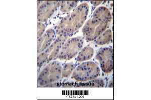 CTTNBP2NL Antibody immunohistochemistry analysis in formalin fixed and paraffin embedded human stomach tissue followed by peroxidase conjugation of the secondary antibody and DAB staining. (CTTNBP2NL anticorps  (N-Term))